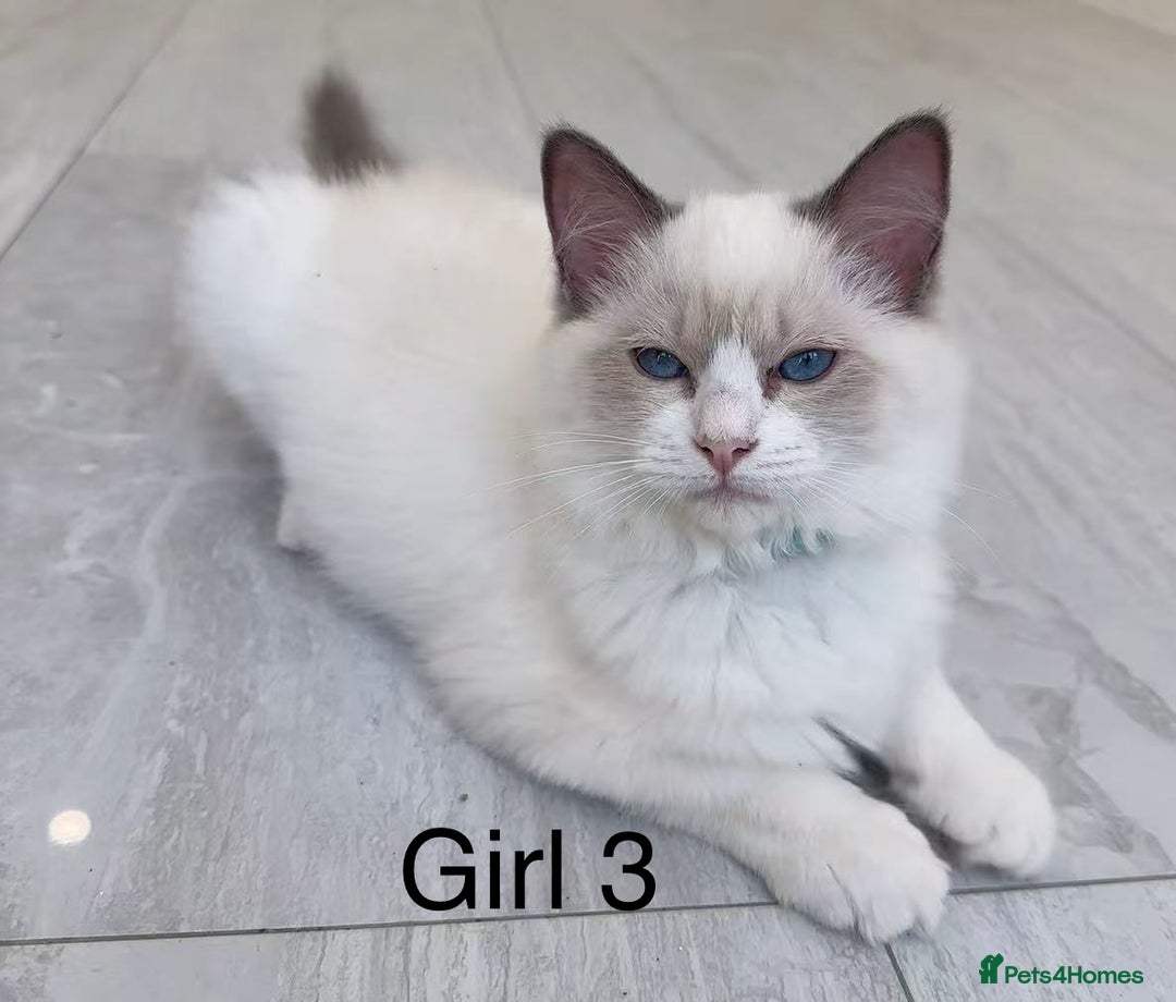 Ragdoll cats for sale: Ragdoll kittens for sale - Image 13
