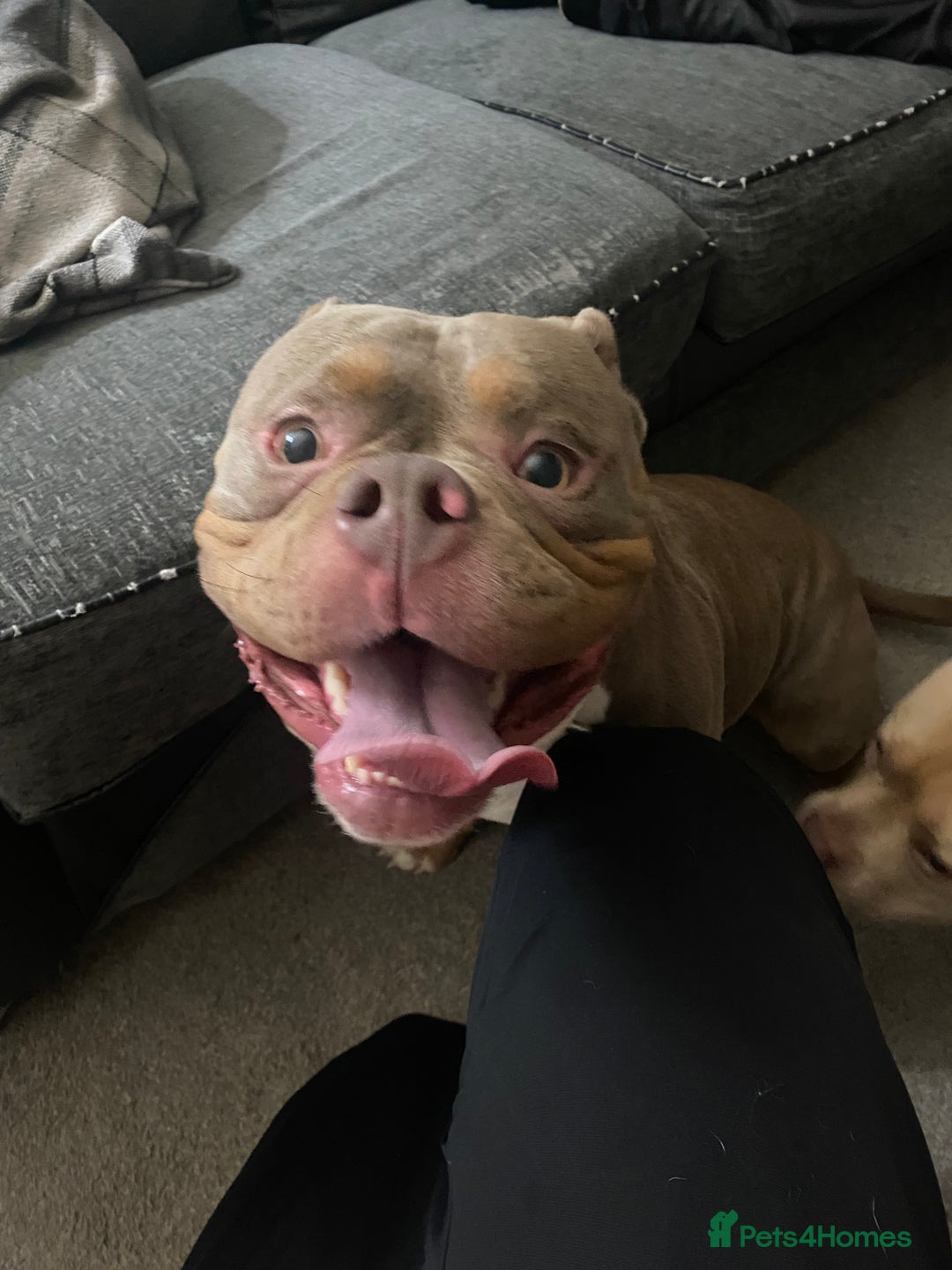 American Bully dogs for sale: American bullie - Image 1