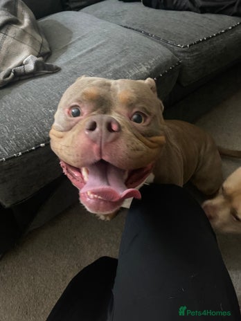 American Bully dogs - Advert 4