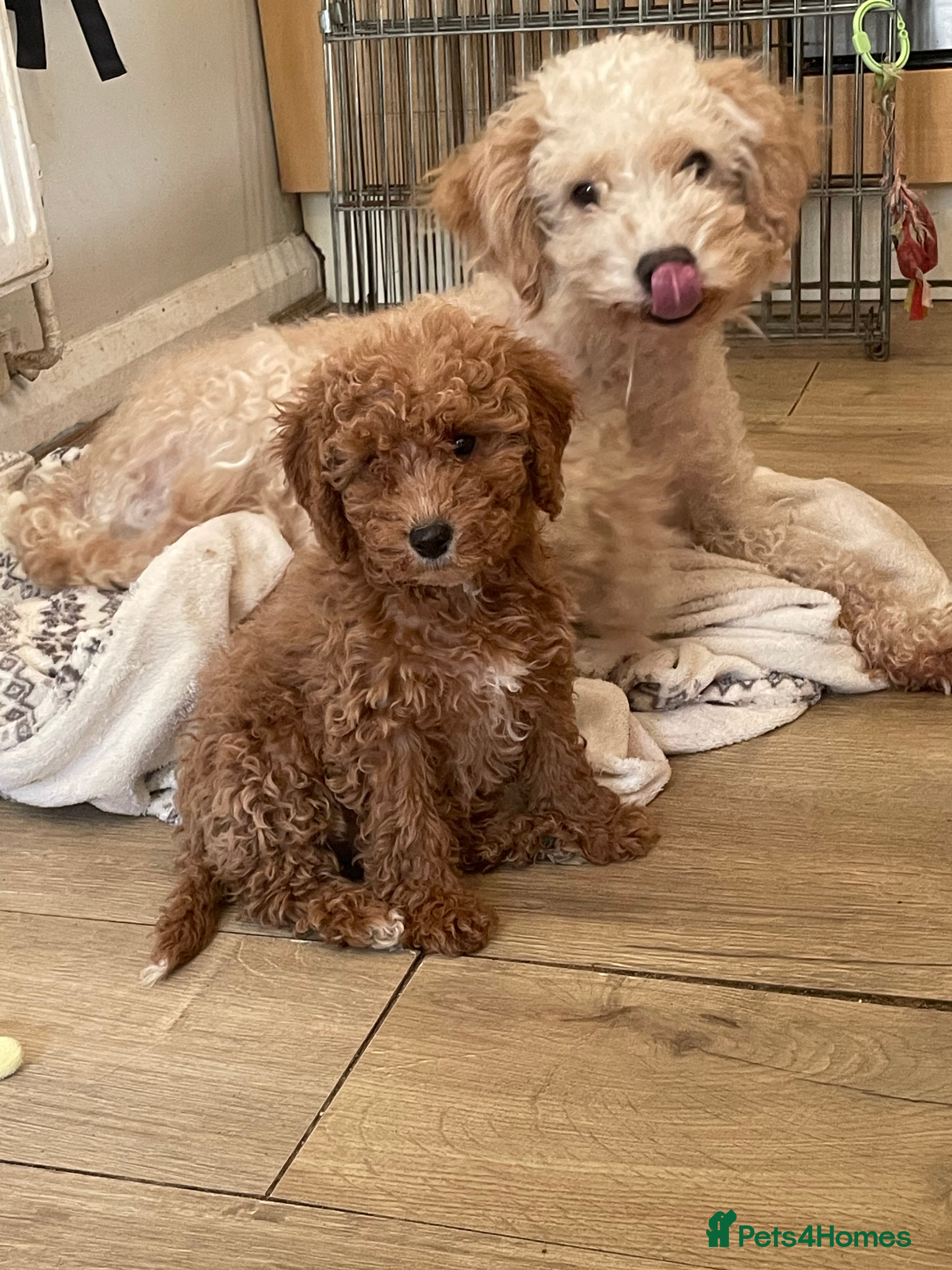 Cavapoo dogs FB2 cavapoo puppy-1 girl available now - Advert 10