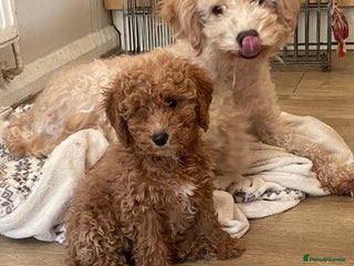Cavapoo dogs FB2 cavapoo puppy-1 girl available now - Advert 7