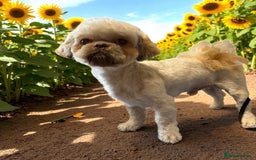 Shih Tzu dogs for sale: Adult shihtzu boy  - Image 1