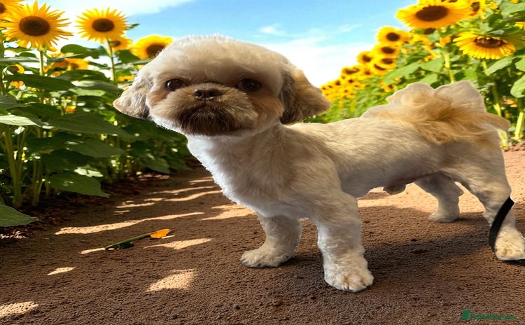 Shih Tzu dogs - Advert 1
