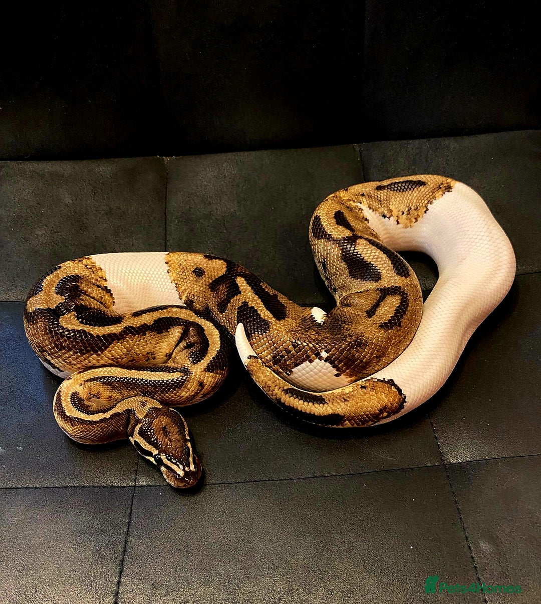 Python Snake reptiles for sale: Pied Royal Python het Albino - Image 2