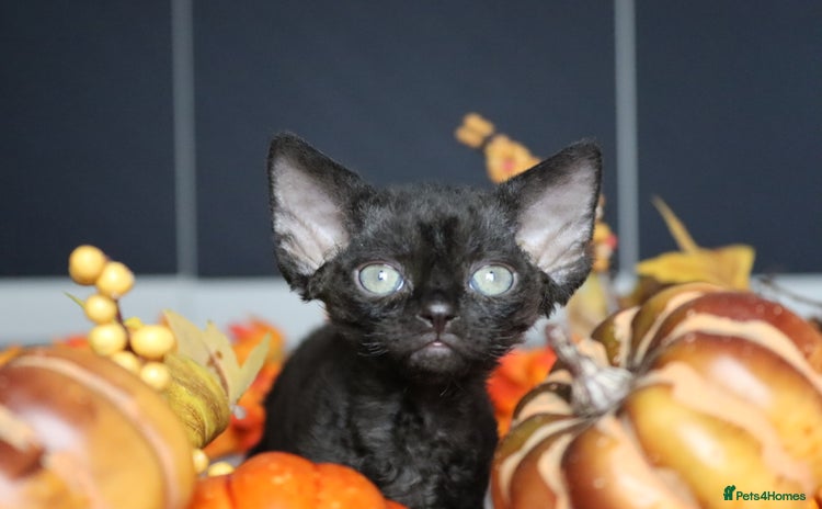 Devon Rex cats - Advert 1