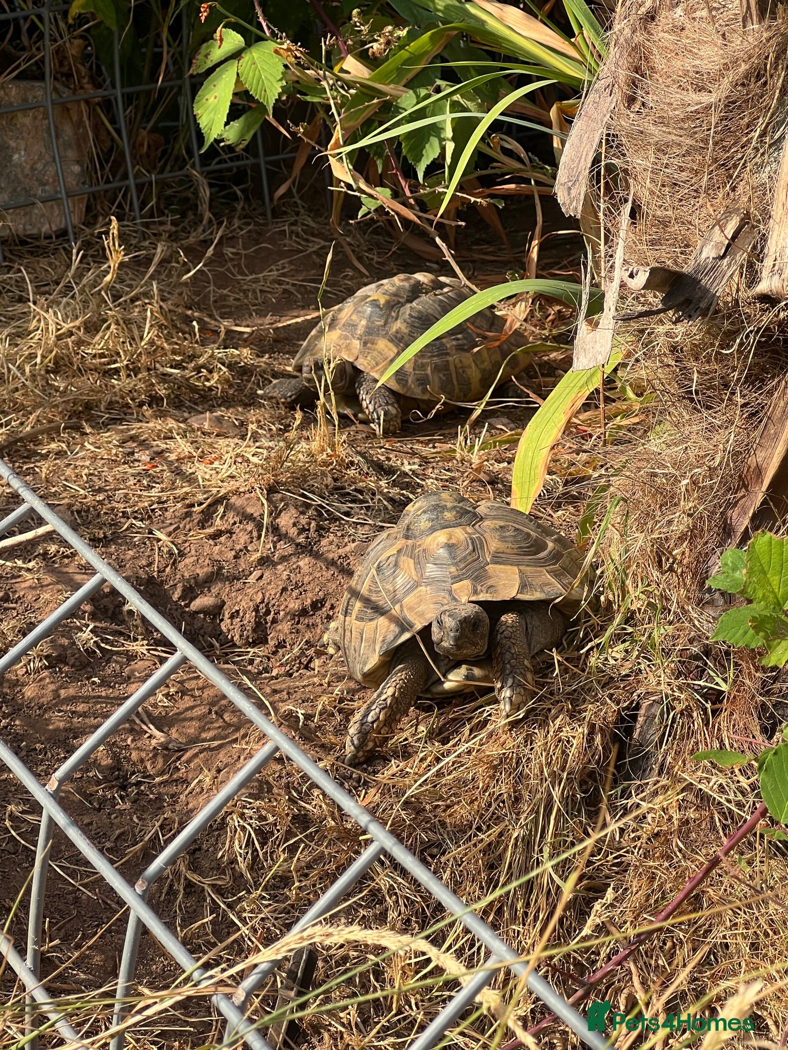 Hermann Tortoise reptiles Herman tortoise - Advert 2