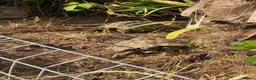 Hermann Tortoise reptiles for sale: Herman tortoise in Tiverton - Advert 2