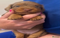 Miniature Dachshund dogs for sale: 3 Beautiful miniature longhair dachshund puppies - Image 10