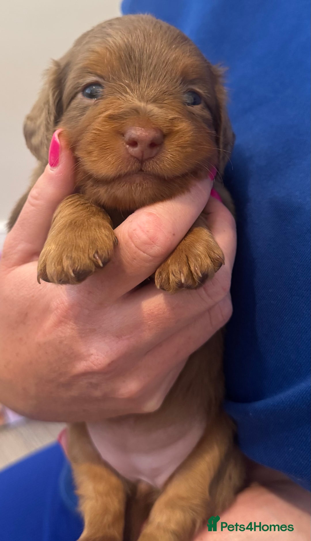 Miniature Dachshund dogs for sale: 3 Beautiful miniature longhair dachshund puppies - Image 10