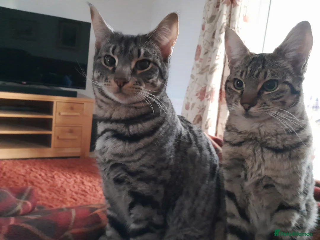 Savannah cats for sale: Pedigree F5 TICA Reg Savannah Girl Kitten - Advert 9