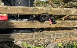 Patterdale Terrier dogs for sale: Pretty Patterdale Puppies  - Image 8
