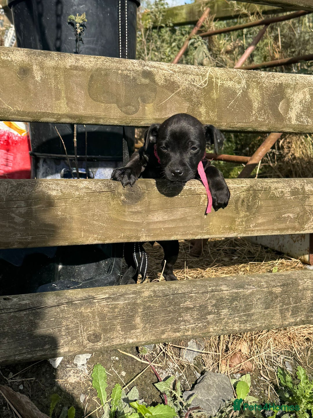 Patterdale Terrier dogs for sale: Pretty Patterdale Puppies  - Image 8