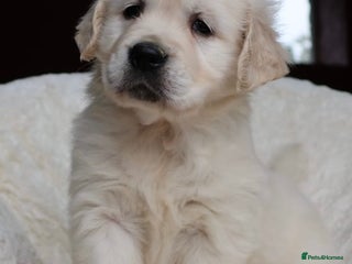 Golden Retriever dogs - Advert 2