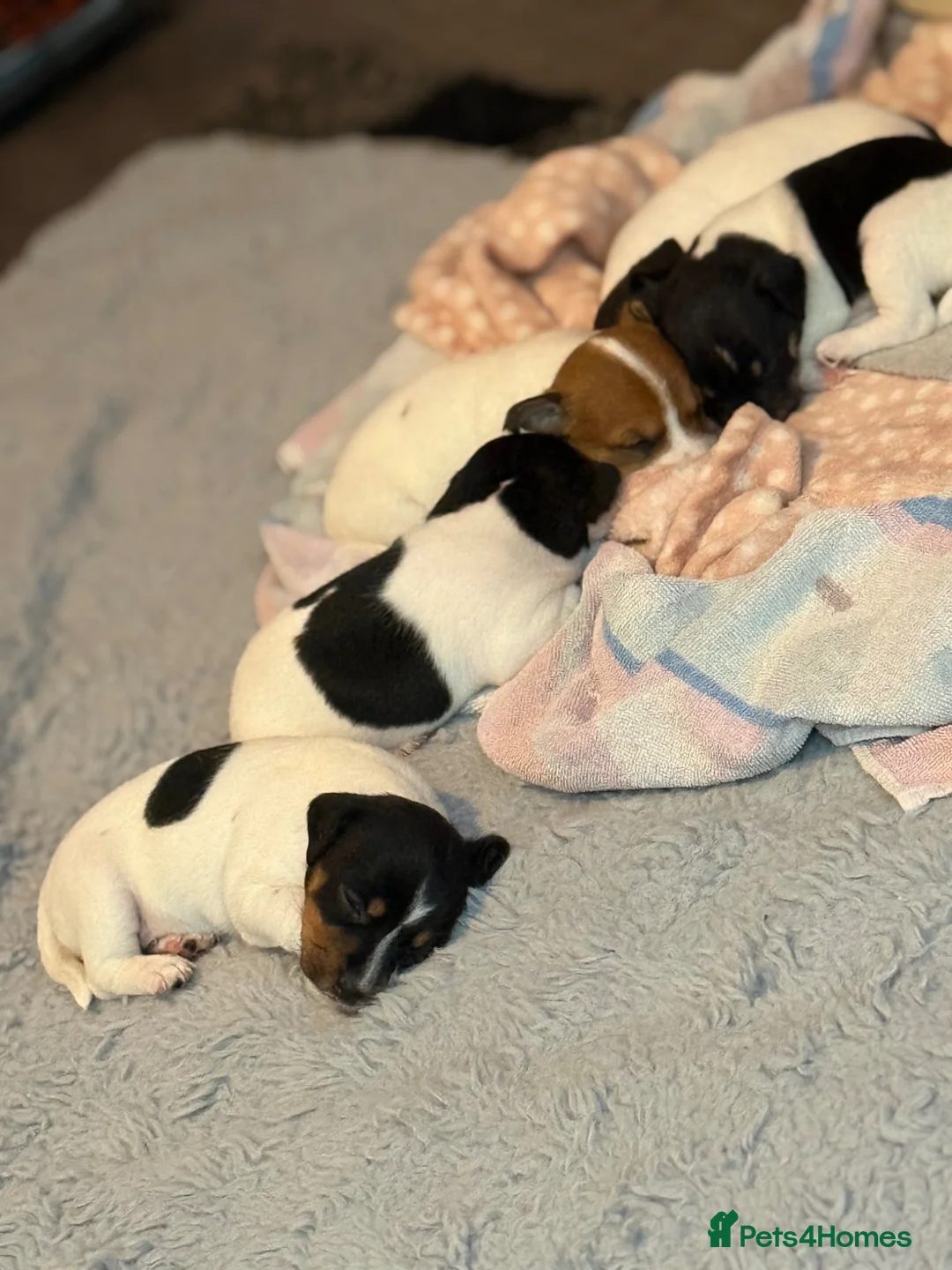 Jack Russell dogs for sale: 5 beautiful puppies  - Advert 12