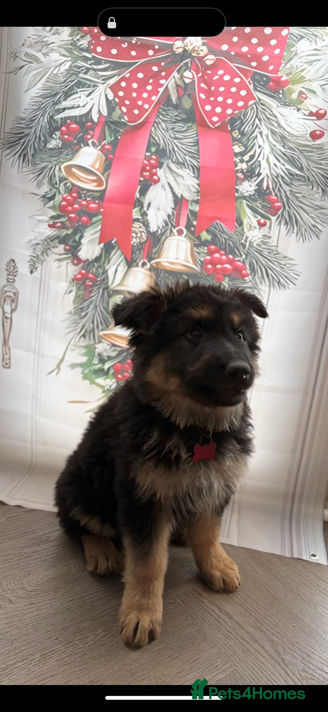 German Shepherd dogs for sale: 🐾 Beautiful Family-Raised German Shepherds 🐾 - Advert 17