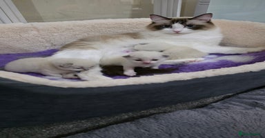 Ragdoll cats - Advert 1