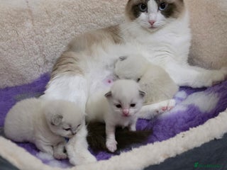 Ragdoll cats - Advert 25