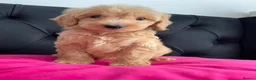 Cockapoo dogs for sale: Cockerpoo Puppies  - Advert 35
