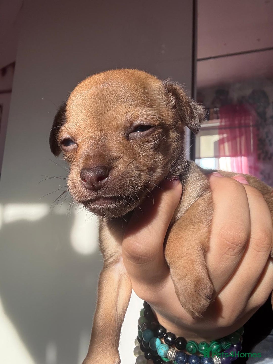 Mixed Breed dogs for sale: chihuahua mixed breed - Advert 21