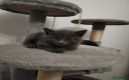 Russian Blue cats for sale: Russian blue Purebred kittens in Peterborough - Image 13