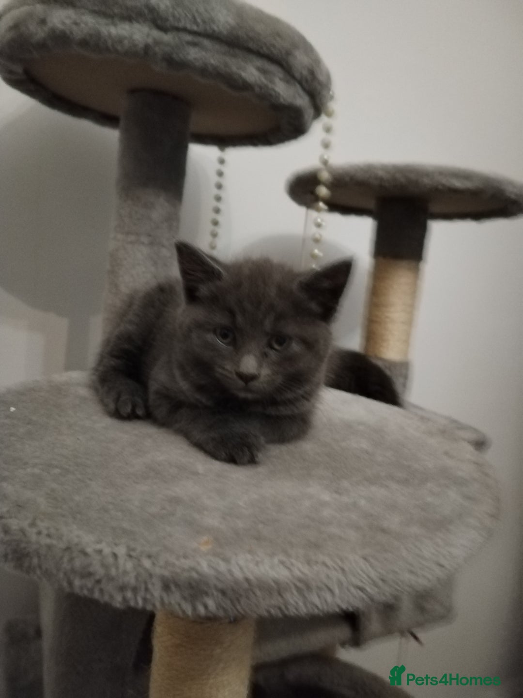Russian Blue cats for sale: Russian blue Purebred kittens in Peterborough - Image 13