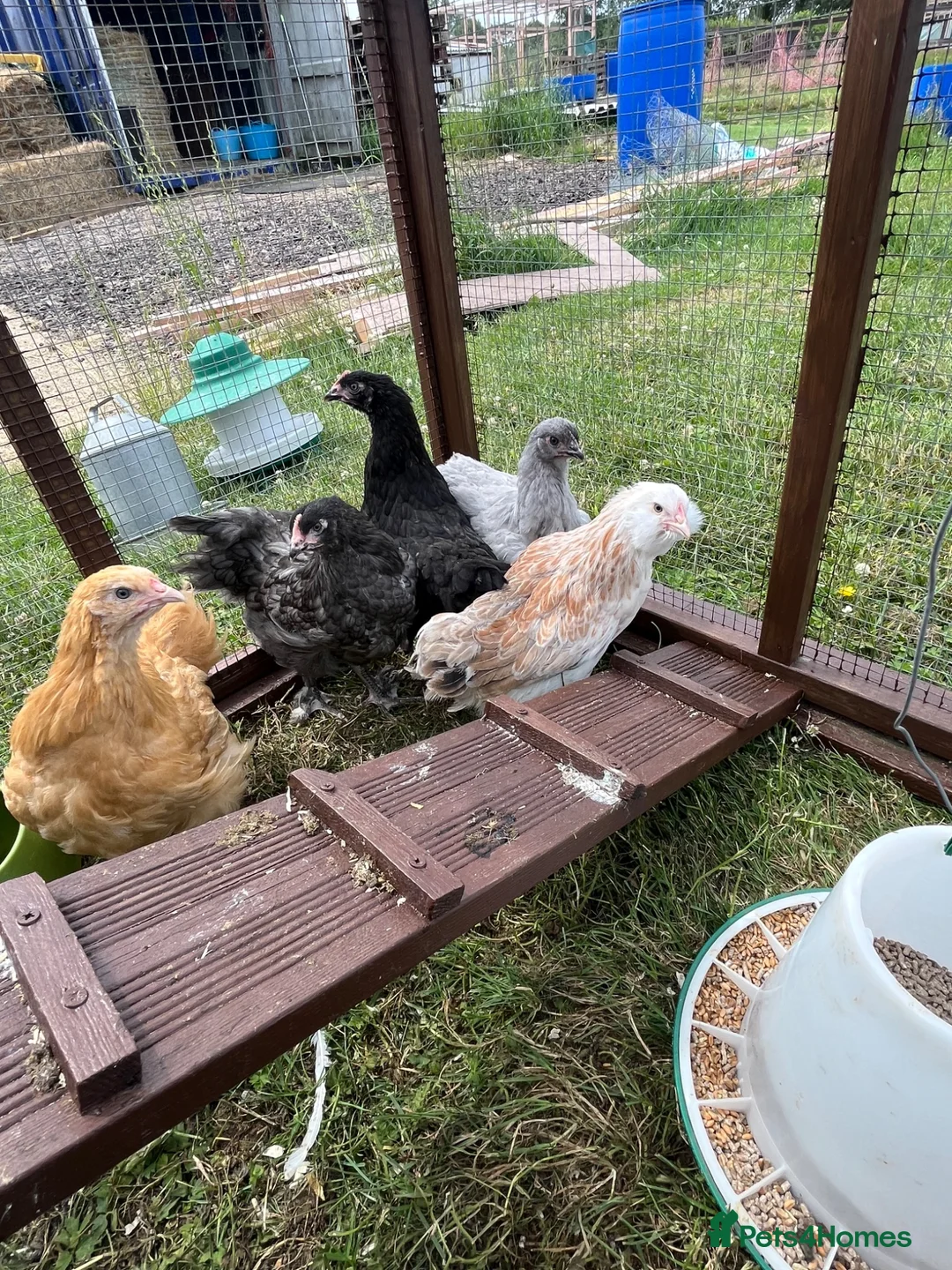 Chickens poultry for sale: Chickens 11 weeks ready for new homes - Advert 3