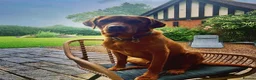 Labrador Retriever dogs for sale: Fox red male lab pup ready for collection - Advert 7
