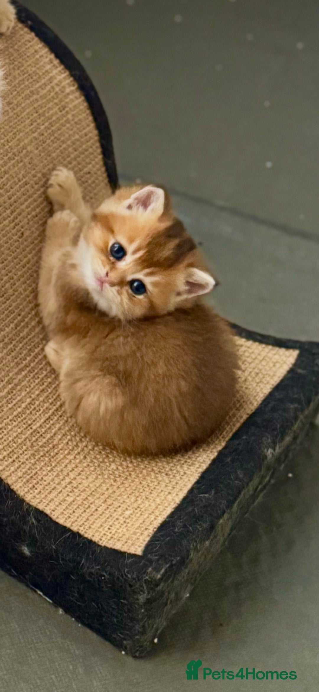 Scottish Fold cats for sale: six purebred Scottish kittens — all female,  - Advert 2