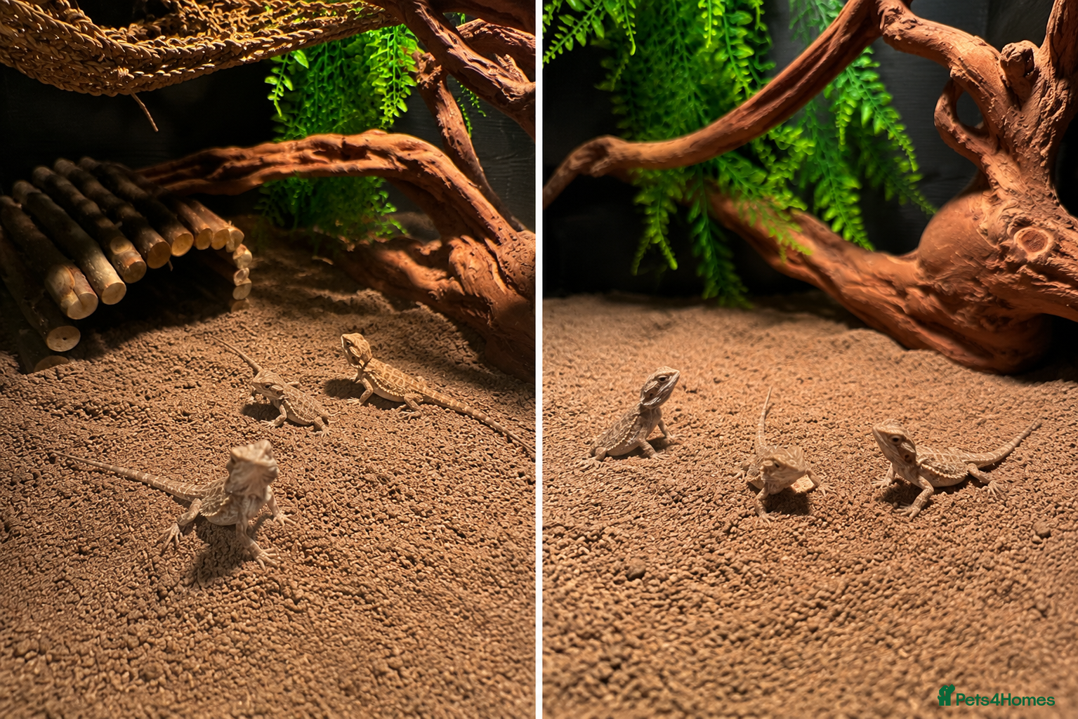 Bearded Dragon reptiles  baby bearded dragons  - Advert 3