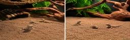 Bearded Dragon reptiles for sale:  baby bearded dragons  - Advert 1