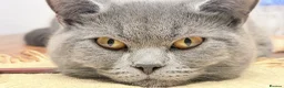 British Shorthair cats for sale: British shorthair  in London - Advert 5
