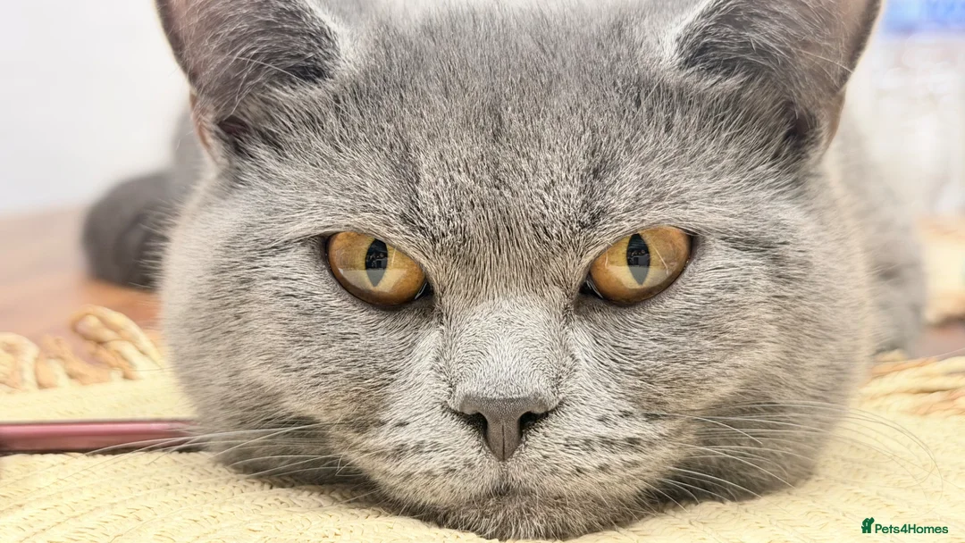 British Shorthair cats for sale: British shorthair  in London - Advert 5