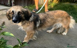 Mixed Breed dogs for adoption: Loving forever home needed for Carys  - Image 4