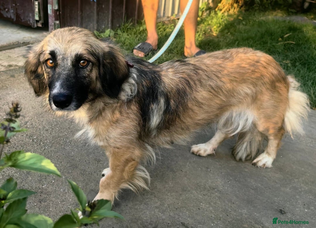 Mixed Breed dogs for adoption: Loving forever home needed for Carys  - Image 4