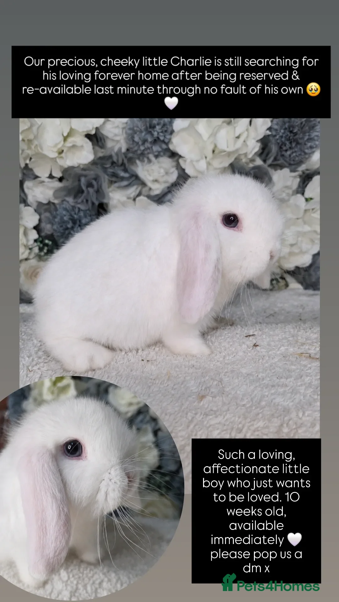 Mini Lop rabbits Re-available ready to leave now mini lop buck 🖤 - Advert 2