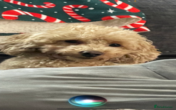Toy Poodle dogs for sale: Teddy bear toy poodles  - Image 4
