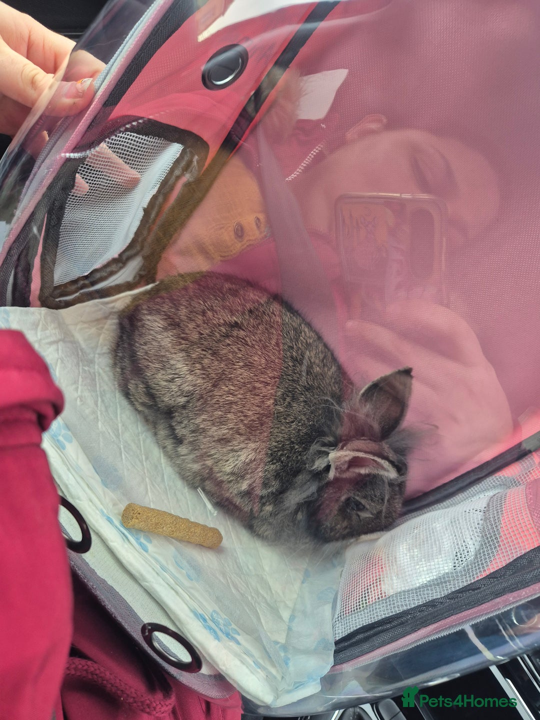 Netherland Dwarf rabbits for sale: Willow needs a new home  - Advert 3