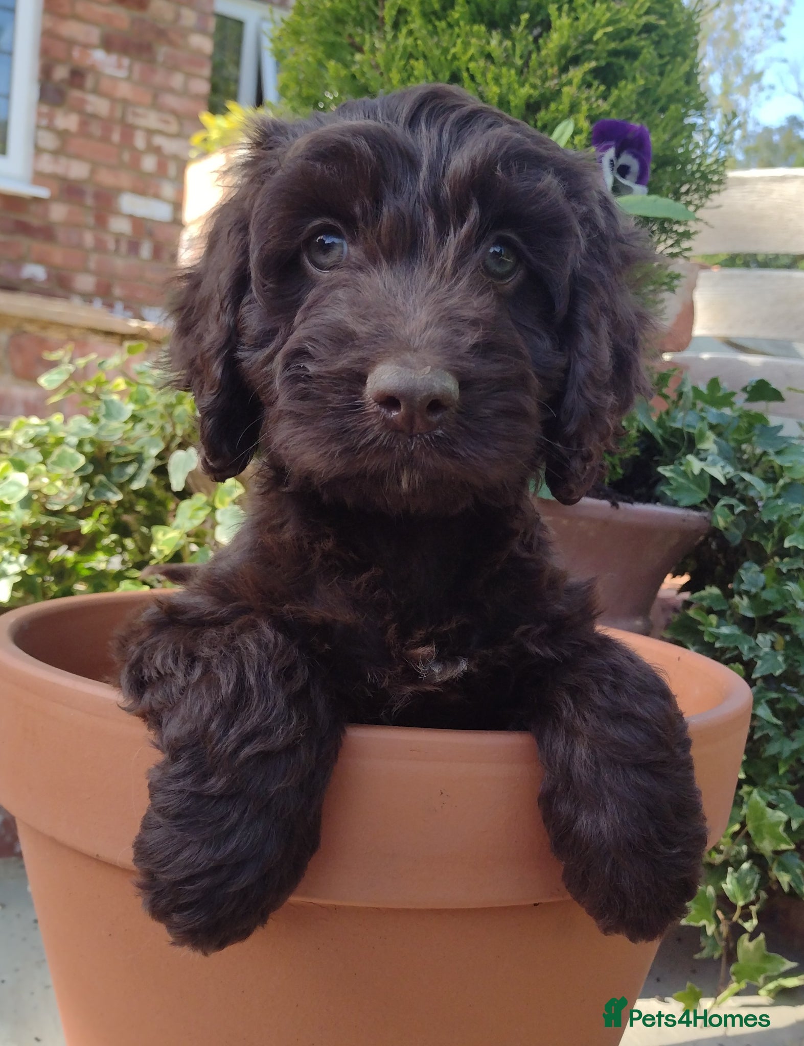 Cockapoo dogs DNA HEALTH PROFILED COCKERPOOS - Advert 18