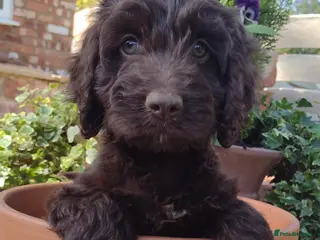 Cockapoo dogs DNA HEALTH PROFILED COCKERPOOS - Advert 2