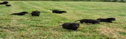 Irish Water Spaniel dogs for sale: Irish Water Spaniels  in Bishop Auckland - Advert 27