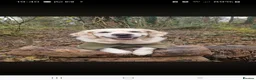Golden Retriever dogs for sale: Stunning Cream KC registered Golden Retrievers  - Advert 13