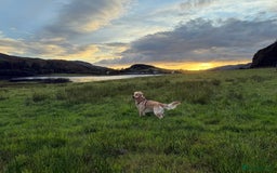 Golden Retriever dogs for stud: Dexx’s looking for a partner - Image 2