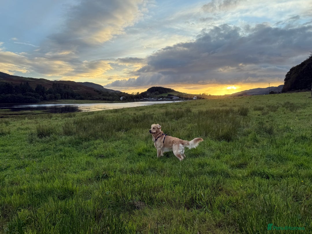 Golden Retriever dogs for stud: Dexx’s looking for a partner - Image 2