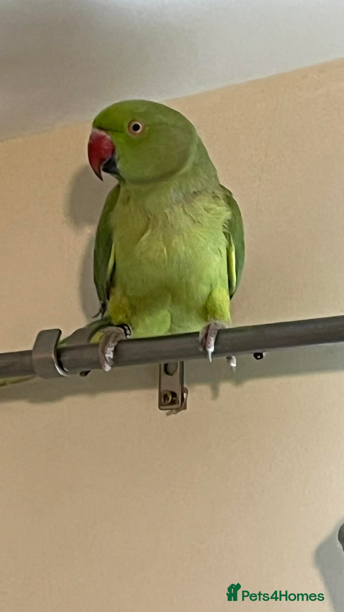 Parrots birds Edit £200 single green ringneck +cage  - Advert 8