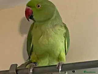 Parrots birds Edit £200 single green ringneck +cage - Advert 8