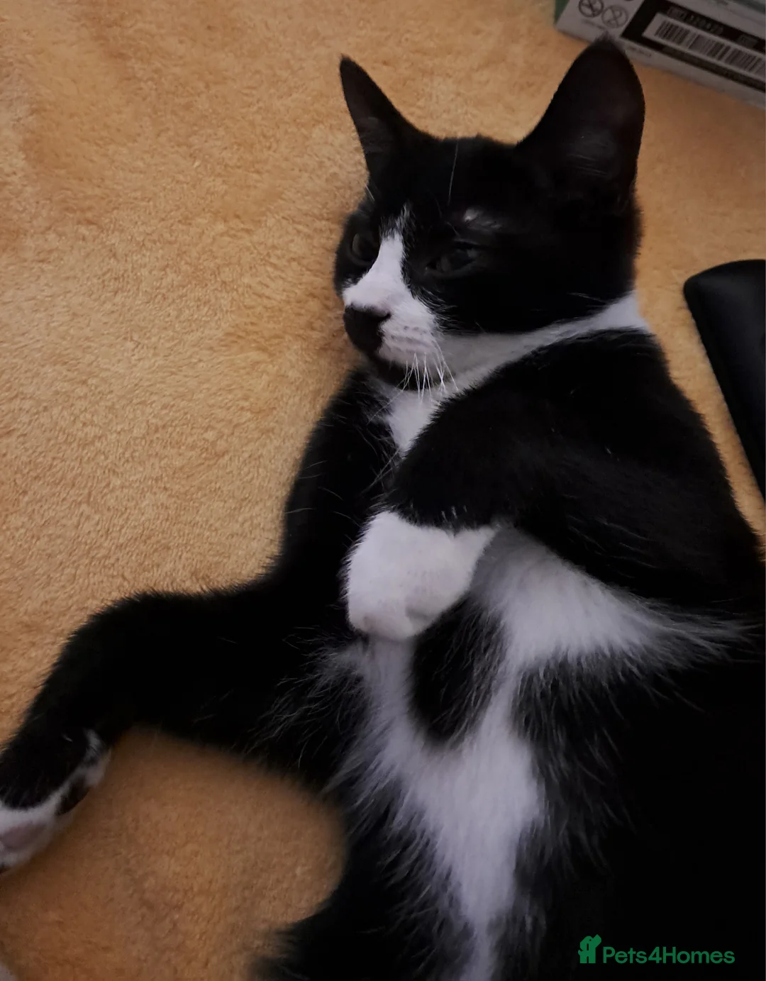 Mixed Breed cats for sale: Sweetest kitten with green eyes needs a home. - Advert 2