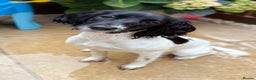 English Springer Spaniel dogs for sale: Rehoming Springer  - Advert 1
