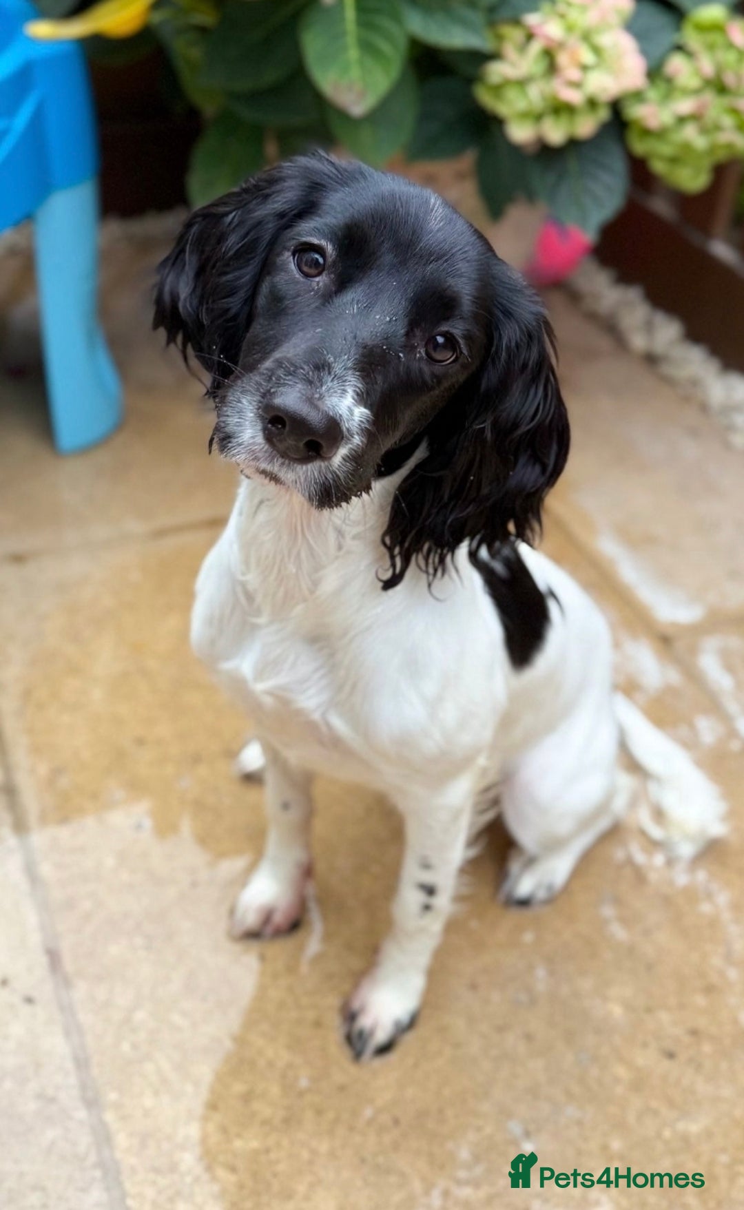 English Springer Spaniel dogs for sale: Rehoming Springer  - Advert 1