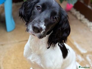 English Springer Spaniel dogs Rehoming Springer - Advert 1