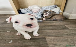 Staffordshire Bull Terrier dogs for sale: RARE CLASSIC MARKINGS - Image 26